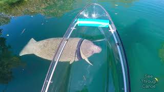 Clear Kayaking in the Crystal Clear Water With Manatees [upl. by Denoting]