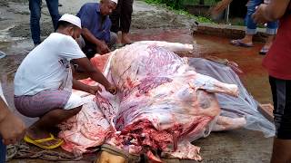 Skinning 650 pounds Cow  How to Skin a Cow easily Beef Cutting Skill [upl. by Nyltiak36]