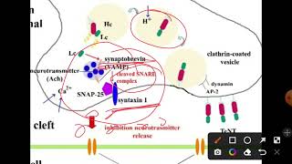 Tetanospasmin mode of action explained [upl. by Bat]