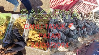 24032024 Sakarya canlı tavuk 🐔 pazarı part 3 [upl. by Yehudit]