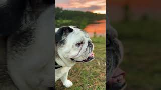 What a Wonderful Boy sunset beautiful bulldog [upl. by Madriene]