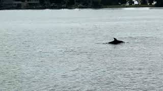 Dolphins at Herrington Harbour North [upl. by Yttocs]