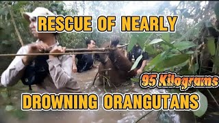 Rescue of Nearly Drowning Orangutans [upl. by Nothgierc]