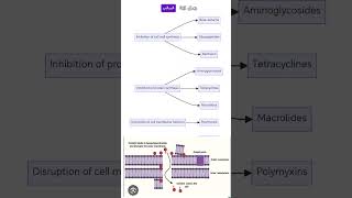 Colistin mechanism of action antibiotics microbiology microberifs lnl medicalstudent [upl. by Pearce]