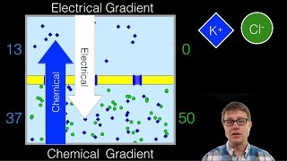 Electrochemical Gradient [upl. by Redienhcs]