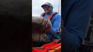 Big Fish fisherman fish bluemarlin fishing fishinglife fishingvideo fishvideo tuna bigfish [upl. by Phares]