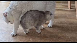 Mom cat like all mothers The cat calls her kittens to eat milk [upl. by Beall]