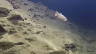 Blind Cave Fish in Carroll Cave [upl. by Ahtenek]