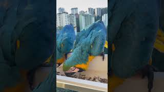 Guacamayas de Caracas Venezuela [upl. by Aettam117]