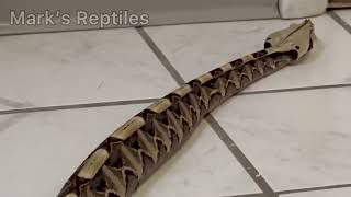 Gaboon Viper Rectilinear Locomotion [upl. by Amal]