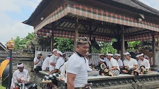 ngayah metetangguran baleganjur bebarongan semarandana seka gong nirmala sarawada TARO KAJA [upl. by Tirma]