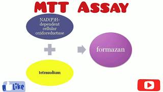 MTT Assay  Cytotoxicity Assay  Cell Viability Test  By Chetan Pachauri [upl. by Aidile800]