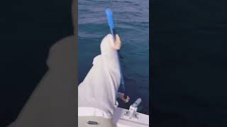 Salmon fishing on Jackpot Charters ￼in Ludington Michigan [upl. by Jallier]