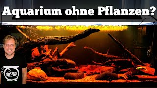 AQUARIUM OHNE PFLANZEN  Ist das möglich [upl. by Roskes]