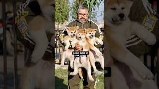 BEST AKITA KENNEL IN INDIA 🇮🇳  inu akitainupuppy hachiko pets akita fluffyfriends [upl. by Cianca]