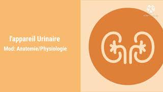 Anatomie de lappareil Urinaire [upl. by Agni185]