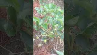 strawberry farming smart agro amp garden farm [upl. by Bolitho]