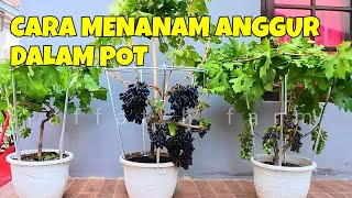 CARA MENANAM ANGGUR DALAM POT AGAR CEPAT BERBUAH [upl. by Doownelg998]