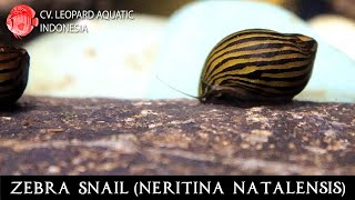 Neritina natalensis The POPULAR ZEBRA SNAIL Leopard Aquatic W003A [upl. by Harvey]