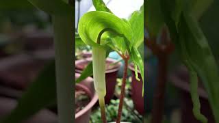 Arisaema filiforme in bloom ArisaemaFiliforme javaniskaelflora [upl. by Ybrek]