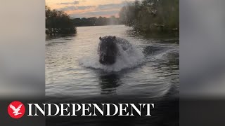 Hippo chases boat full of sightseers in Kenya [upl. by Grogan]