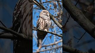 Barred Owl Sound [upl. by Onailime830]