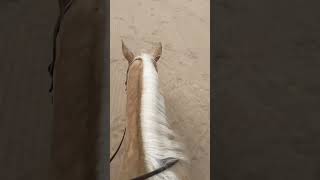 Help your horse overcome Buddy Sour horse buddysour horsemanship [upl. by Nomyar]