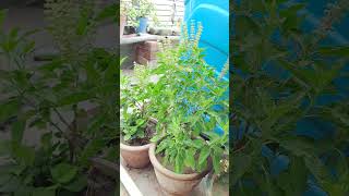 Tulsi plant greenary [upl. by Chaney476]