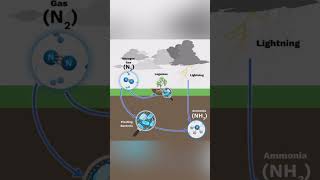 Role of Bacteria in Agriculture bacteria beneficial microbiology soilmicrobes nitrogenfixation [upl. by Ricki468]