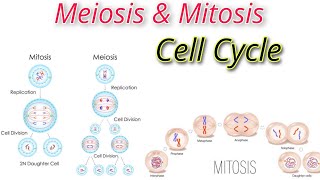 Explaining Cell Division Mitosis Meiosis and the Cell Cycle  Exploring DNA Tissue and its Types [upl. by Samala]