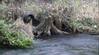 Raccoon exploring Minnehaha water falls [upl. by Ekihc]