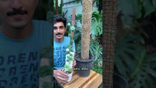 Flat Coir stick for plants ytshorts plants coirstick monstera [upl. by Etnovahs392]