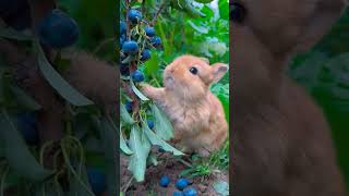 You never seen carrot eating grapes before youtubeshortscuteanimal animals carrot [upl. by Astiram274]