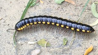 Millipede moving in debris milipede millipedes millipedelife centipede biohazard keeda kenno [upl. by Nallek]