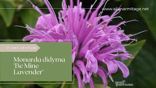 Monarda didyma Be Mine Lavender [upl. by Ahsam]