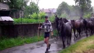 Transhumance des chevaux Mérens en Bethmale Ariège Pyrénées 13 [upl. by Peta]