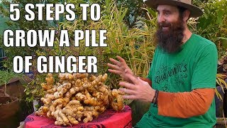 5 Steps to Grow a PILE of Ginger  From Planting to Harvest [upl. by Wakeen385]