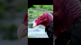 Turkey vulture on Vancouver Island [upl. by Oicirbaf516]