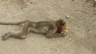 Monkey injured by electric shock [upl. by Parsaye]