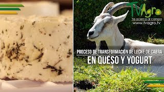 Proceso de Transformación de Leche de Cabra en Queso y Yogurt  TvAgro por Juan Gonzalo Angel [upl. by Tecla]