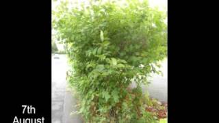 IVMs A Year in the Life of Japanese Knotweed 1 [upl. by Donegan]