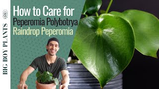 How to Care for Peperomia Polybotrya Raindrop Peperomia [upl. by Uria300]