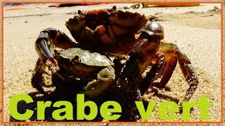 Carcinus maenas  Linnaeus 1758  Carcinidae  Crabe vert crabe enragé  26072016 [upl. by Lester]