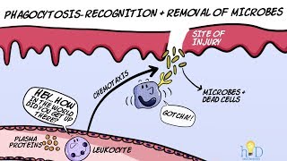 Phagocytosis  Recognition and Removal of Microbes during Inflammation [upl. by Boesch521]