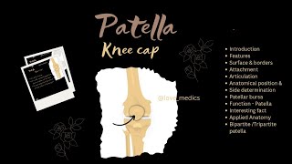 Patella knee cap Anatomy features surface amp borders wow facts Applied anatomy lovemedics [upl. by Eelarak]