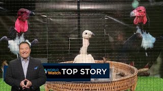 Rare New Born Vulture  Top Story [upl. by Merridie]