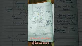 humanheartdig Part1 auriclesventriclesvalvespectinate muscleschordae tendinaetrabeculae carnae [upl. by Ian]