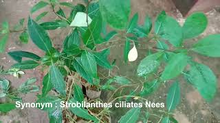 Nilgirianthus ciliatus  Bengal Kurinji Medicinal and Flowering Plant [upl. by Anwahsit]