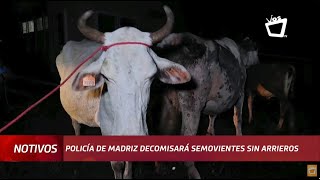 Decomisarán semovientes que circulen sin arrieros en vías de Madriz [upl. by Shermie401]