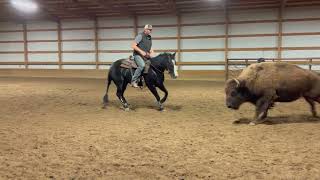 Boon Doc Bailey  2021 AQHA Black Rabicano Reined Cow Horse Mare  2 [upl. by Mccartan]